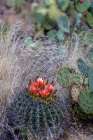 Bright orange or red flowers of a barrel cactus in the Sonoran Desert. Art Print